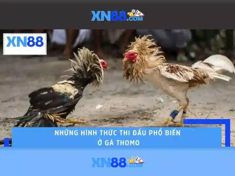 Giới thiệu về Xn88