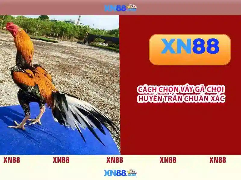 Các trò chơi và trải nghiệm