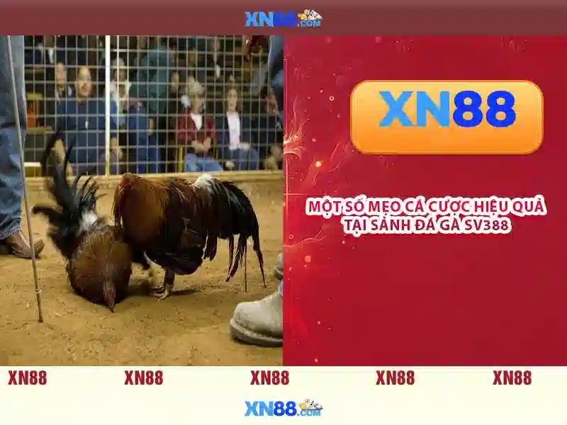 xn88 – Nền tảng cá cược và giải trí trực tuyến