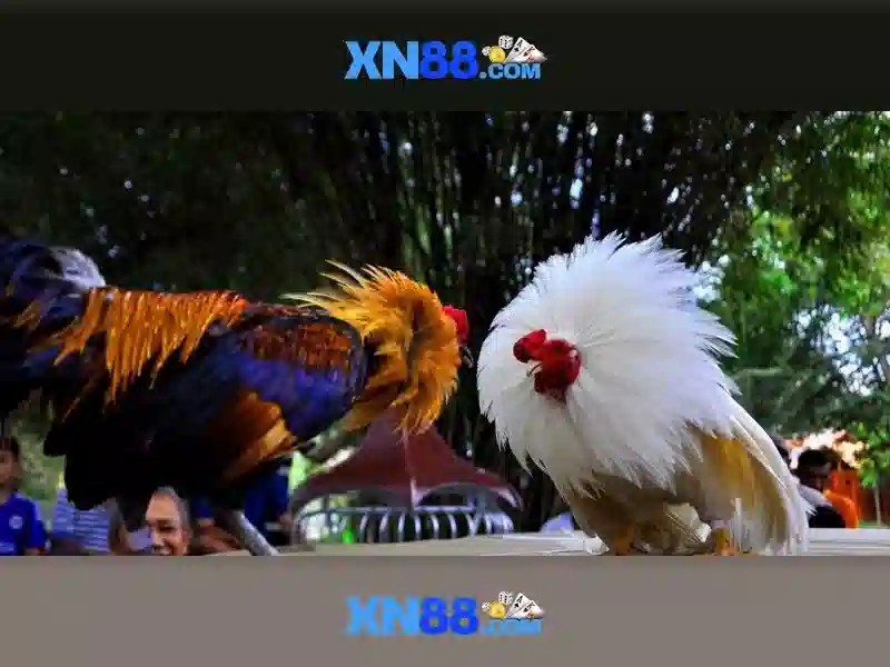 xn88 — một cái nhìn tổng quan