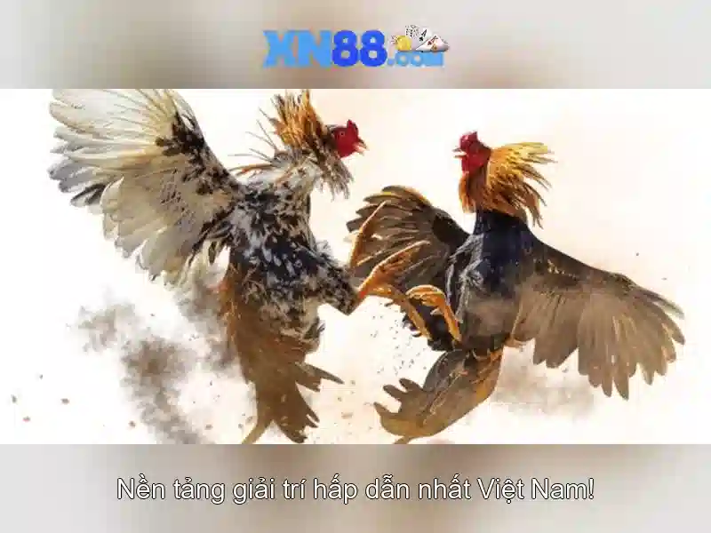 Các tính năng nổi bật của xn88