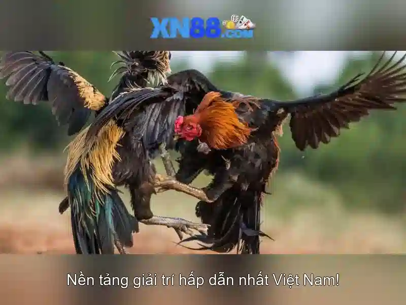 Kết luận và lưu ý khi tham gia