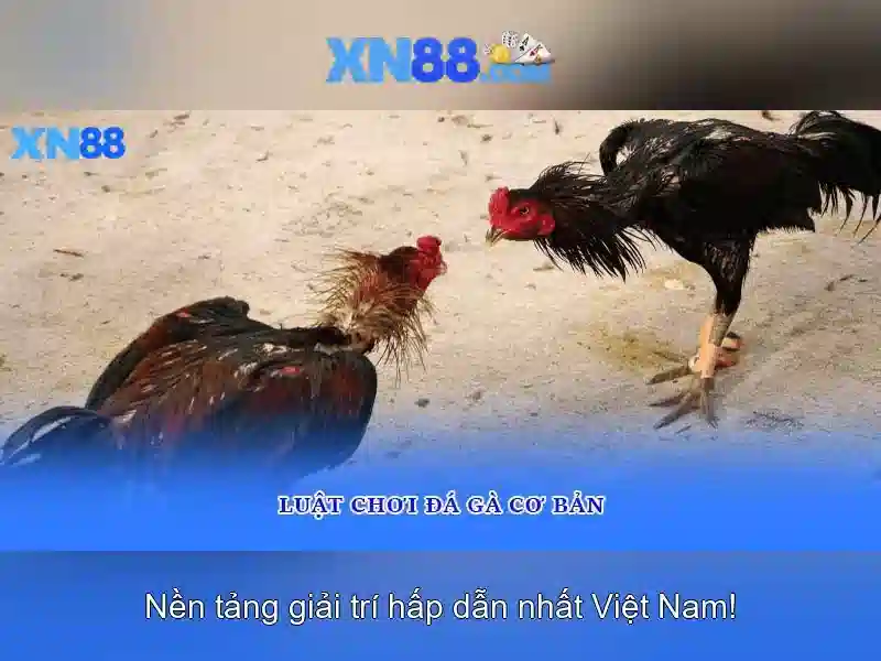 XN88 - Nen tang tro choi va ca cuoc truc tuyen
